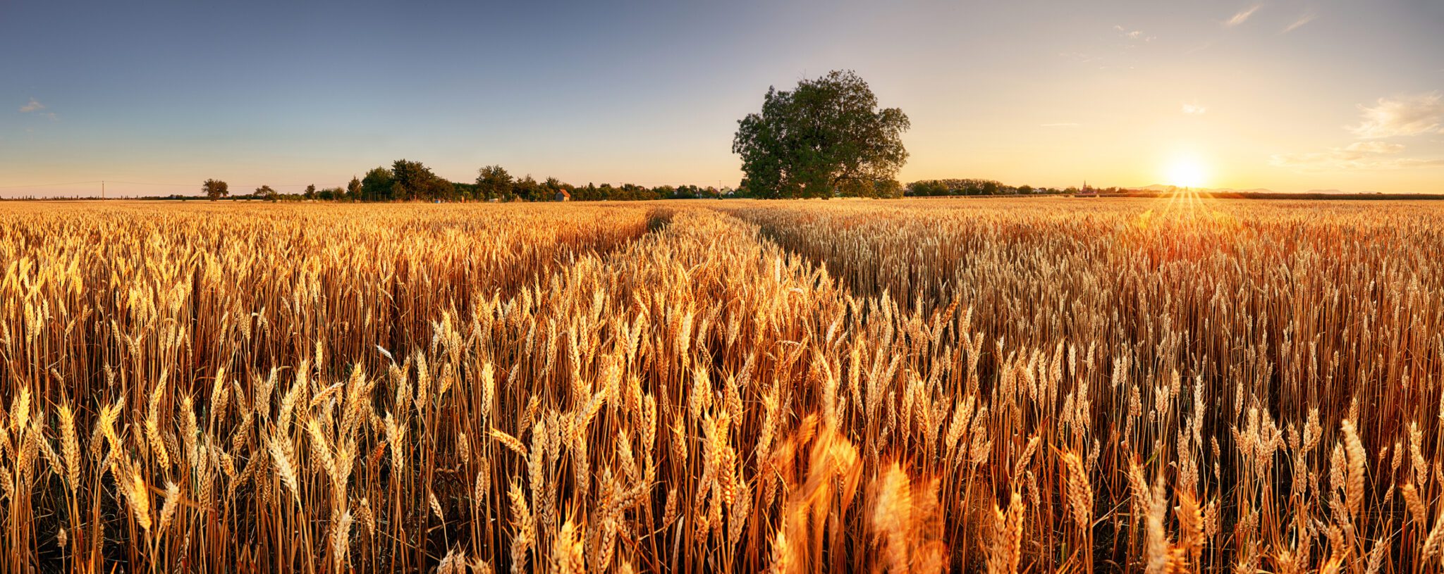Wheat Field. Ears Of Golden Wheat Close Up. Beautiful Rural Scen